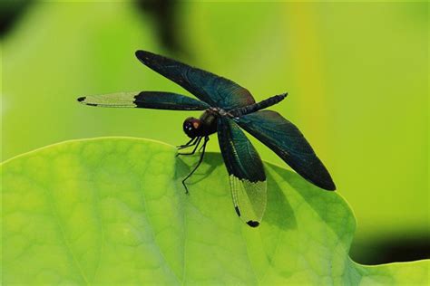 黑蜻蜓代表什么